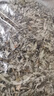 北京同仁堂旗下【熱銷1w+】野生艾葉草干艾草葉家用中藥材月子專 天然艾草2斤 曬單實(shí)拍圖