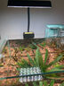尼奧光 NEO-HELIOS魚缸燈水草燈LED燈S3proRGB植物光譜 13W新款尼奧S3pro+【高亮自然版雙倍亮度】 曬單實拍圖