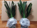 八目尚賞君子蘭盆栽綠植花卉植物室內(nèi)國蘭圓頭和尚四季長青大苗花卉 15-16片君子蘭帶培育盆 不含盆 曬單實(shí)拍圖