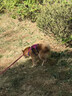 拉夫威爾ruffwear弗格蘭狗狗胸背帶牽引繩小型犬柴犬寵物狗背心胸背帶 朝霞粉 XXS 曬單實(shí)拍圖