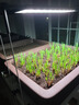 尼特利AT5S水草燈545S三代專業(yè)級全光譜led伸縮魚缸燈專用植物補(bǔ)光燈 曬單實(shí)拍圖