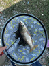 釣魚王霸王悍S大物竿手竿黑坑鰱鳙巨物青草鱘魚釣魚竿7.2m 曬單實拍圖