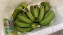 廣西高山大香蕉現(xiàn)摘新鮮孕婦水果甜生青香蕉banana自然熟大果整箱 9斤【超值力薦】 曬單實(shí)拍圖