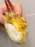 梭子蟹鮮活特大野生舟山大螃蟹海鮮新鮮冷凍海蟹水產(chǎn)飛蟹白蟹順豐 7-9兩/只 【凈重5斤特大梭子蟹】 曬單實(shí)拍圖