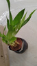 特價(jià)富貴荷花竹盆栽植物室內凈化空氣綠植辦公室桌面四季好養盆栽 荷花竹+節節高升盆+圓底座【1盆】 盆口直徑約8cm 曬單實(shí)拍圖