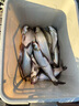 川澤升級(jí)無結(jié)線組成品主線套裝進(jìn)口魚線主線尼龍線強(qiáng)拉力野釣黑坑線組 5.4米【6卷裝】送6軸主線收納盒 2.0號(hào) 曬單實(shí)拍圖
