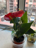 種花迷水培植物粉掌盆栽水養(yǎng)紅掌鮮花綠植辦公室內(nèi)面好養(yǎng)活四季開花卉 【粗根帶花】特級(jí)紅掌2顆+營(yíng)養(yǎng)液 曬單實(shí)拍圖