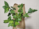 意軒 扶?；ㄅ柙灾匕晁募揪G植朱槿牡丹芙蓉花盆栽庭院花卉容易養(yǎng)的 橘黃扶桑 4年苗 曬單實(shí)拍圖
