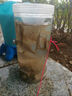 SHIFTEND抓魚瓶兒童抓魚神器淺水捕魚撈魚神器倒須不漏戶外塑料抓魚工具 大號抓魚瓶【帶繩子+餌料+地插】 曬單實拍圖