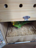 高能鸚鵡鸚鵡糞便墊料竹木屑除臭鳥(niǎo)籠繁殖箱雛鳥(niǎo)墊料保溫孵蛋牡丹專(zhuān)用刨花 竹絨墊料30克【試用裝】 曬單實(shí)拍圖