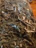 四川新曬干藿香葉藿香桿 手工采摘自然晾曬干魚(yú)香葉 霍香泡茶做菜 綠色新鮮藿香葉現(xiàn)曬干 新鮮葉近期晾曬100g 曬單實(shí)拍圖