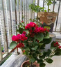 沁茗毓三角梅盆栽花苗植物室內外庭院陽(yáng)臺好養四季開(kāi)花爬藤易成活花卉 中國紅 商家推薦-6年苗【花期帶花發(fā)貨】 曬單實(shí)拍圖