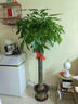 京東綠植發(fā)財(cái)樹(shù)大型綠植辦公室內(nèi)花卉招財(cái)植物盆栽除甲醛1.4-1.6m源頭直發(fā) 曬單實(shí)拍圖