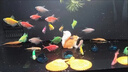 百綸木千彩色天使魚觀賞魚【順豐速發(fā)】群游淡水魚好養(yǎng)耐活熱帶魚新手魚 30條天使魚（顏色混搭） 曬單實拍圖
