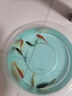 觀賞魚草金魚苗養(yǎng)不死金魚小活魚小寵物好養(yǎng)耐活養(yǎng)不死的金魚包活 吉祥如意-3到5cm草金6條 年年有余 財運亨通】隨機送魚食 曬單實拍圖