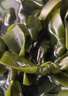 霞浦鹽漬海帶結(jié) 海帶扣海白菜 麻辣燙火鍋燒烤 500g一斤裝【純天然厚實】 曬單實拍圖