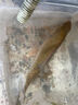 龍王恨魚餌藍鯽X5腥香綜合通殺釣魚餌料湖庫黑坑野釣鯽鯉草青鳊魚食魚餌 曬單實拍圖