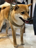 JCZS德國品牌狗狗牽引繩大型犬狗胸背帶背心式項圈馬犬金毛德牧邊牧脖 棕色胸背 L 參考體重35-60斤 曬單實拍圖
