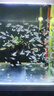 德瑞水族 魚食小型魚飼料熱帶魚斗魚燈科魚孔雀魚魚糧魚料上浮小粒170g 曬單實(shí)拍圖