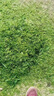 沃農(nóng)賽德 鍘草機(jī)揉絲粉碎一體家用養(yǎng)殖牛羊打草機(jī)干濕兩用玉米秸稈碎草機(jī) 【升級(jí)加厚七刀】3噸+5.5KW-220V 曬單實(shí)拍圖