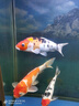 森森（SUNSUN）魚(yú)缸燈水草燈全光譜led燈防水燈管水族燈爆藻燈水陸兩用燈管 夢(mèng)之藍白（增色） 適合1.2m魚(yú)缸 20W獨立開(kāi)關(guān) 長(cháng)98cm 曬單實(shí)拍圖