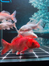 憨憨樂(lè)園蛋白棉水族魚(yú)缸專用過(guò)濾材料除腥臭去黃水克星污力丸凈水神器 曬單實(shí)拍圖