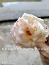 臨雅薔薇花苗藤本月季特大花樹庭院爬藤植物花卉盆栽陽臺(tái)玫瑰四季開花 瑪格麗特王妃（大花四季） 升級爬藤款 曬單實(shí)拍圖