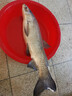 打窩勺器伸縮遠投窩料勺釣魚(yú)伸縮桿大物打窩翹嘴大小勺切換 不銹鋼【遠投拋餌打窩勺】 曬單實(shí)拍圖