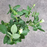 霖畔灌木玫瑰花苗特大花卉濃香綠植物切花盆栽薔薇月季陽(yáng) 白雪山 曬單實(shí)拍圖