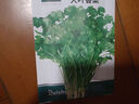 北蔬 香菜種子苗大葉芫荽耐熱四季蔬菜種籽 大葉香菜種子20g約2000粒 曬單實(shí)拍圖