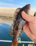 谷蜀香海釣釣魚(yú)小藥強效誘魚(yú)添加劑鱸魚(yú)石斑魚(yú)黑黃鯛肉食魚(yú)釣魚(yú)餌料路亞 四季通用【體驗裝】1瓶100ml 曬單實(shí)拍圖
