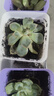 多肉植物精選圖片品種發(fā)貨照圖辦公室室內陽(yáng)臺桌面圖片品種指定品 如圖九顆【含彩方盆+營(yíng)養土】 曬單實(shí)拍圖