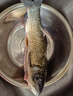 鮮活放心草魚(yú)1-1.25kg/條 曬單實(shí)拍圖