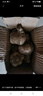 京東紫白皮新鮮濕蒜大蒜現挖蔬菜調料燒烤食材火鍋食材 新鮮濕蒜1斤裝 500g 果徑【4-5cm] 曬單實(shí)拍圖