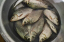 北海盜魚線主線超強(qiáng)拉力進(jìn)口原絲不打卷的子線臺釣魚線正品尼龍線 黑武士紫色主線50米 1.5號 曬單實(shí)拍圖
