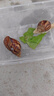 寵物白玉蝸?；铙w學(xué)生科學(xué)實(shí)驗(yàn)觀察套裝巨型大蝸牛觀賞教學(xué)小蝸牛 白玉蝸牛2只+運(yùn)輸盒 曬單實(shí)拍圖