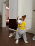 狗狗專用連帽雨衣服沖鋒衣中大型犬狗全包四腳防水金毛寵物 檸檬黃 2640-50斤 曬單實(shí)拍圖