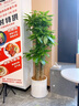 Only you【兩小時(shí)達(dá)】發(fā)財(cái)樹(shù)大型盆栽綠植花卉室內(nèi)客廳辦公室開(kāi)業(yè)喬遷送禮 步步高發(fā)財(cái)樹(shù) 曬單實(shí)拍圖