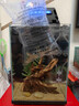 高體鳑鲏?mèng)~觀賞魚(yú)冷水魚(yú)原生魚(yú)七彩旁皮魚(yú)旁皮活體小型淡水魚(yú)好養(yǎng) 3-4厘米公母混搭15條包活12條 曬單實(shí)拍圖