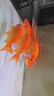 大拇指錦鯉魚(yú)飼料金魚(yú)魚(yú)糧螺旋藻魚(yú)糧錦鯉揚(yáng)色促生長(zhǎng)金魚(yú)飼料 1000克中粒 默認(rèn) 曬單實(shí)拍圖