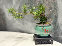 河馬藍天小盼菩提樹種好發(fā)貨室內(nèi)綠植客廳擺放花陽臺桌面綠植辦公室盆栽 山水盆【帶20-30果發(fā)貨】 特級-小盼菩提【送底座+苔蘚】 曬單實拍圖