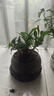 開時(shí)果 鐵海棠盆栽帶花發(fā)貨 虎刺梅四季開花卉植物盆景綠植源頭直發(fā)包郵 【鐵海棠】舍得紫砂盆+圓底托 曬單實(shí)拍圖
