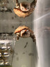 烏龜曬臺高水位烏龜曬背爬臺亞克力魚(yú)缸龜缸造景浮島烏龜休息平臺 小號-亞克力曬臺 曬單實(shí)拍圖