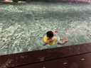 swimbobo兒童游泳圈U形 寶寶初學(xué)腋下圈防嗆水防側(cè)翻泳圈游泳裝備BO1012XL 曬單實(shí)拍圖