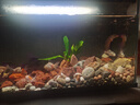 森森金麟超白玻璃魚缸一體缸自循環(huán)客廳小型家用水族箱LE-480B 曬單實(shí)拍圖