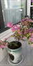 三角梅大苗盆栽綠櫻老樁三角梅室內(nèi)外植物四季好養(yǎng)活 三角梅大苗同安紅40-50厘米（不含盆） 曬單實拍圖