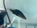 鱖魚苗桂花魚苗淡水養(yǎng)殖食用翹嘴鱖大眼鱖斑鱖魚肉食活體紅紋鱖魚 鱖魚苗4-5厘米10條送10%防損 曬單實拍圖