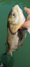 龍王恨魚(yú)餌浮釣鰱鳙餌料江河湖庫野釣胖頭魚(yú)花白鰱大頭魚(yú)釣魚(yú)餌料打窩料 浮釣鰱鳙-復合香(450g/包)*1 曬單實(shí)拍圖