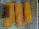 十月稻田 黃糯玉米 3.52斤(220g*8根) 東北甜黏玉米棒 早餐苞米 真空包裝 曬單實(shí)拍圖