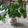京厽高品質(zhì)品質(zhì)銅錢(qián)草水培植物老樁盆栽室內外水養大葉金錢(qián)不支持退貨 銅錢(qián)草帶葉子特惠款一盆 曬單實(shí)拍圖